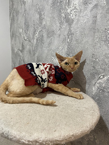 Devon rex
