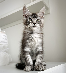 Maine Coon (1 foto / 4)