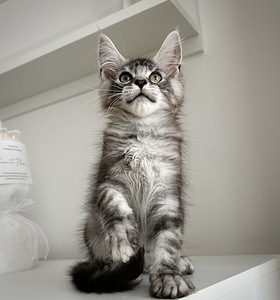 Maine Coon (2 foto / 4)