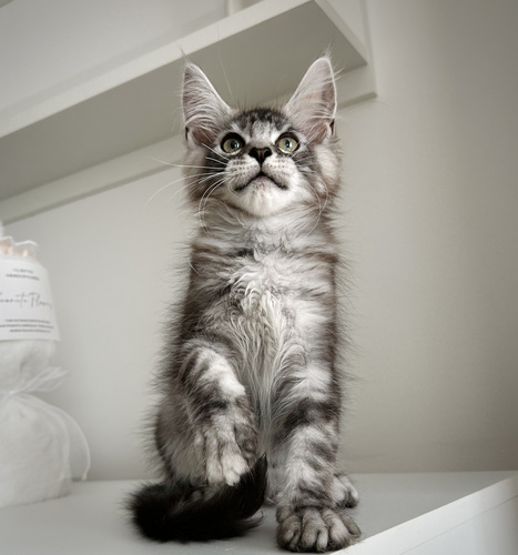 Maine Coon