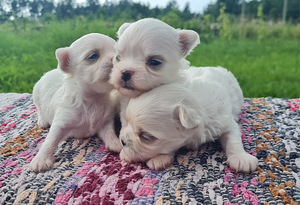 Maltese / Malta koer / Malta bichon (3 foto / 5)