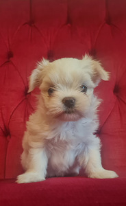 Maltese / Malta koer (1 foto / 4)