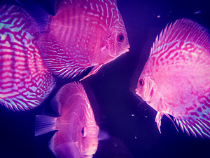 Discus (5 foto / 9)