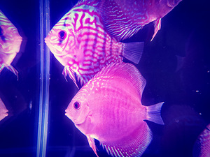 Discus (6 foto / 9)