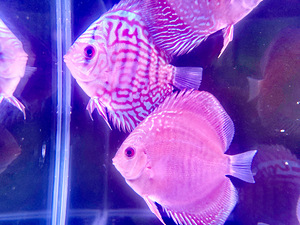 Discus (7 foto / 9)