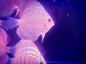 Discus (8 foto / 9)
