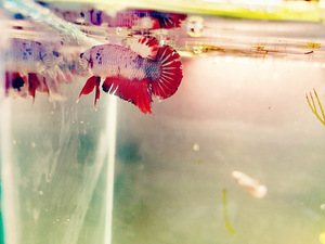 Võitluskalad // Betta (plakat) (3 foto / 10)
