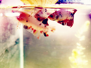 Võitluskalad // Betta (plakat) (5 foto / 10)