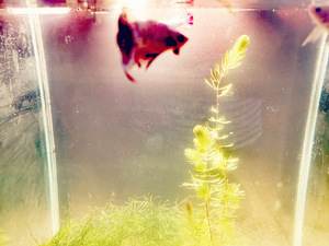 Võitluskalad // Betta (plakat) (7 foto / 10)