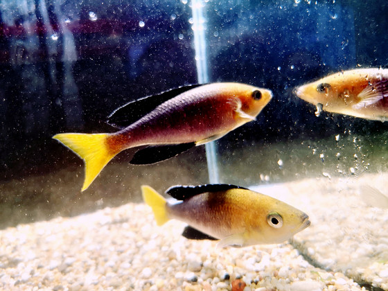 Cyprichromis leptosoma
