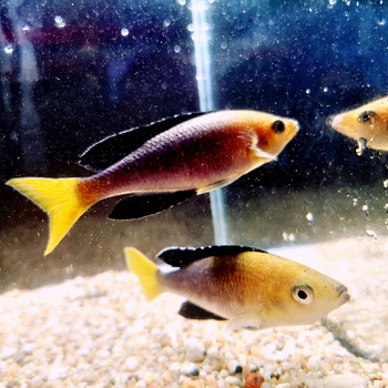 Cyprichromis leptosoma