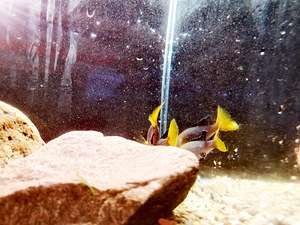 Cyprichromis leptosoma (9 foto / 10)