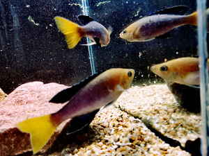 Cyprichromis leptosoma (10 foto / 10)