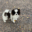 Pomeranian tyttö (valokuva #1)