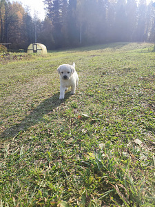 Labradora retrīvers (5 foto no 7)