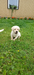 Labradors (3 foto no 6)