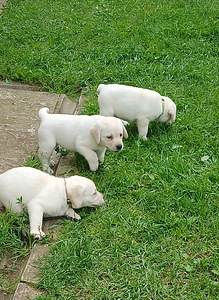 Labradors (4 foto no 6)