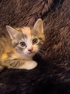 Продаются котята (6 фото из 9)