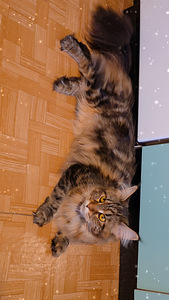 Hea ja rahulik Maine Coon Chanel otsib peret (8 foto / 10)