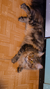 Hea ja rahulik Maine Coon Chanel otsib peret (9 foto / 10)