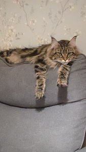Hea ja rahulik Maine Coon Chanel otsib peret (10 foto / 10)