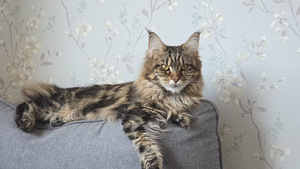 Hea ja rahulik Maine Coon Chanel otsib peret (1 foto / 10)