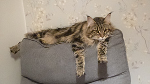 Otsib kodu (6 foto / 6)