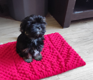 Black Maltese. (3 фото из 4)