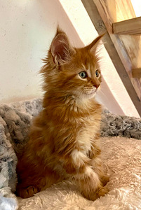 Продаются котята мейн кун (3 фото из 3)