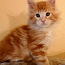 Котята мейн кун с родословной (фото #2)
