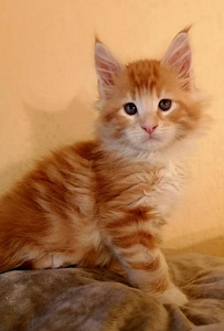 Котята мейн кун с родословной (2 фото из 7)