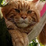 Котята мейн кун с родословной (фото #5)