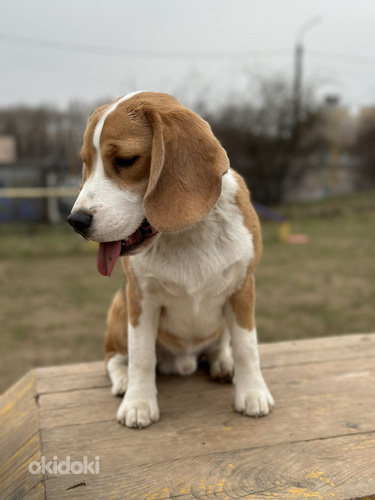 Beagle Kutsikad. Poiss (foto #4)