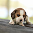 Beagle kutsikad (foto #4)