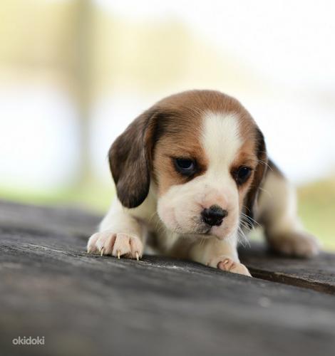 Beagle kutsikad (foto #4)
