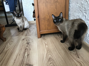 Siiami kassipojad (3 foto / 8)