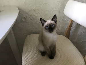 Siiami kassipojad (8 foto / 8)