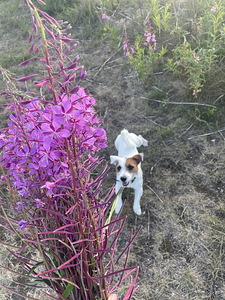 Jack Russell paarituseks (2 foto / 4)