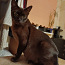 Чистокровные котята Бурмы (фото #3)