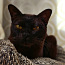 Чистокровные котята Бурмы (фото #4)