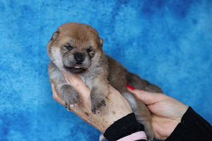 💖Shiba inu girls💖 (2 foto / 6)
