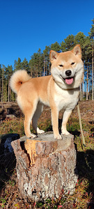 💖Shiba inu girls💖 (6 foto / 6)