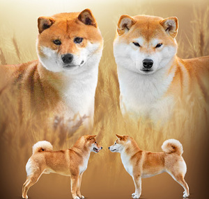 Shiba inu girl (4 foto / 4)