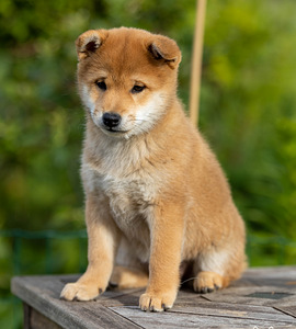 Shiba inu girl (1 foto / 4)