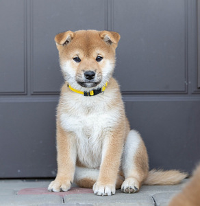 Shiba inu boy FCI-ready to move to new house!