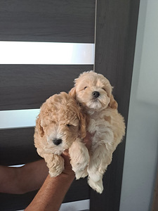 Maltipoo (1 foto / 5)