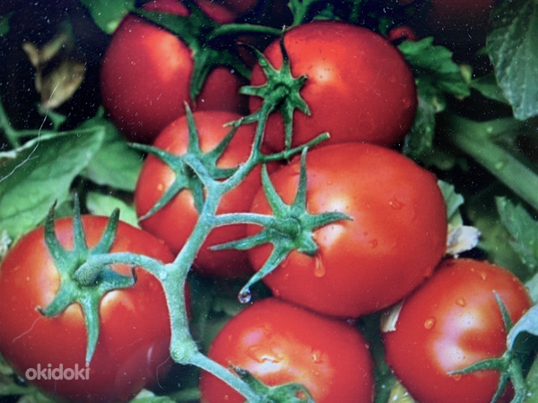 Tomatitaimed