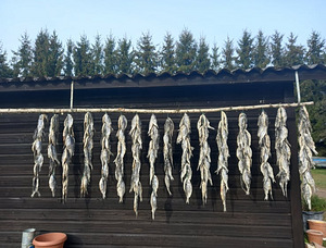 KUIVATATUD SÄRG (1 foto / 1)