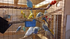 Müüa viirpapagoide tibud (2 foto / 2)