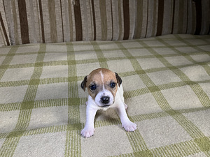 Tõupuhtad Jack Russelli terjeri kutsikad (1 emane saadaval) (3 foto / 9)